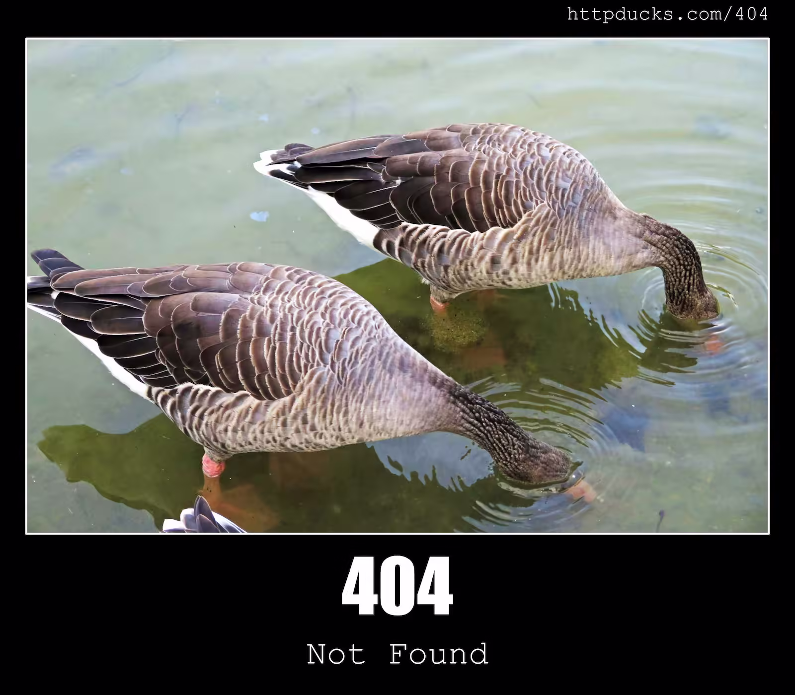 404